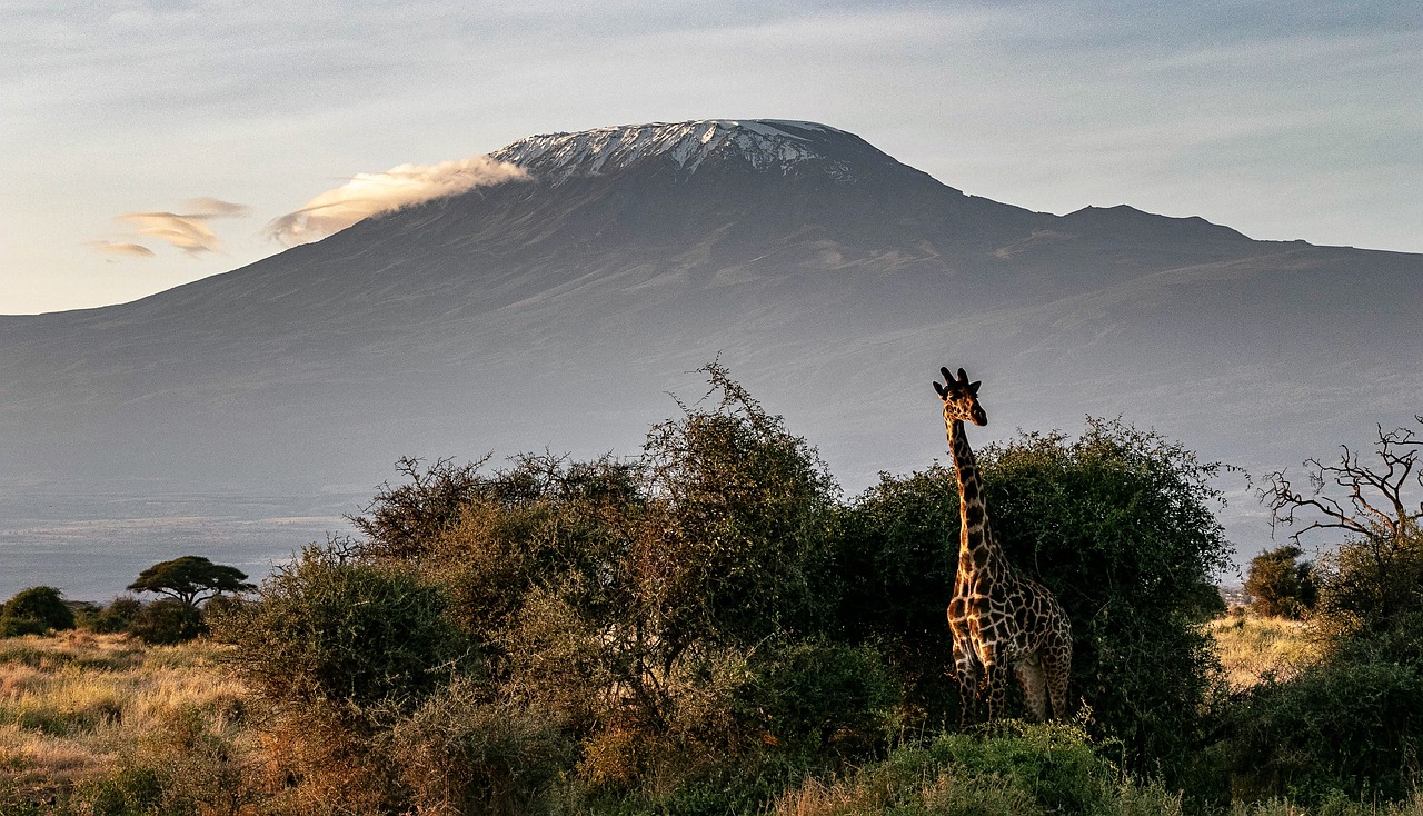 Safari scene from Kenya, great country for digital nomads, landscape with giraffe in front of mountain.