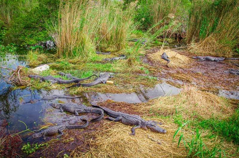Alligators in the Everglades.