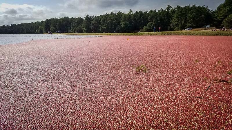 A cranberry bog tour is a cool way to experience Cape Cod in the fall.
