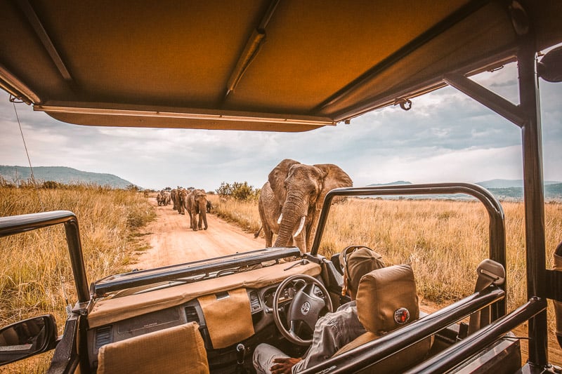 Elephants are one of the most beautiful animals you'll encounter on an African safari.