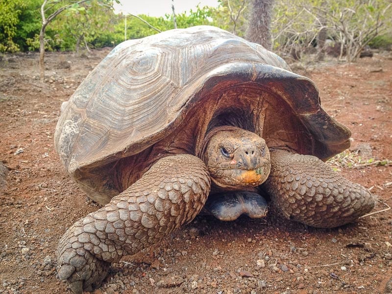 Galápagos tortoise in the Galapagos Islands.