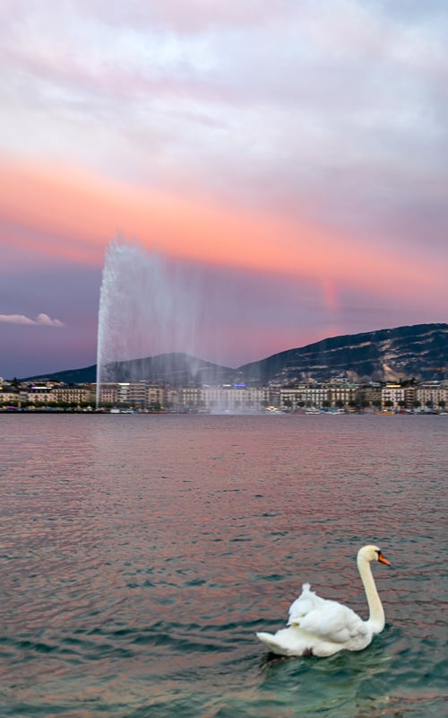 The swans, sunset, and Jet d'Eau make for a very serene scene on Lake Geneva!
