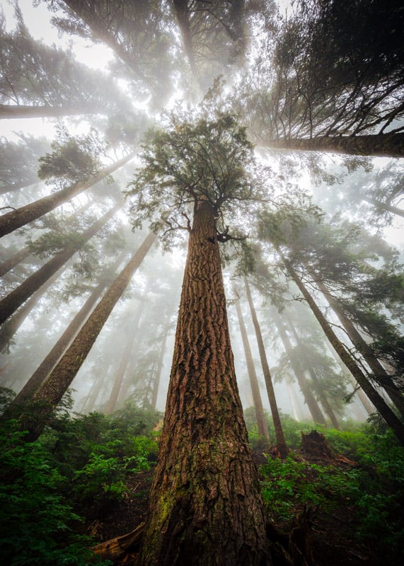 Giant redwood trees grow between 200 and 300 feet (61 to 91 meters) tall