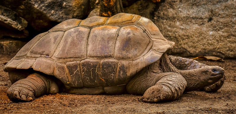 A giant tortoise is one of the many unique species you'll find on the Galapagos Islands.