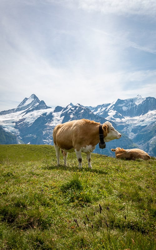 Tip: the best chocolate milk I’ve ever had was in Switzerland. I attribute it to these happy cows.