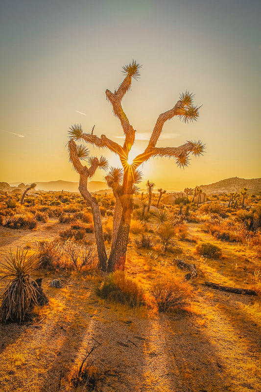 Joshua Tree National Park is one of the top places to visit in USA, hands down