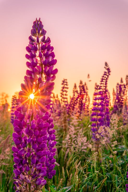 During the month of June, Cape Cod is a great place to see the lupines