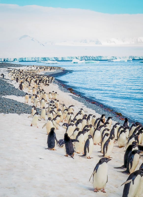 For one of the coolest experiences traveling, go to Antarctica