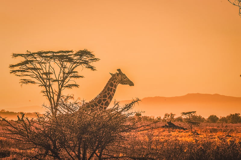 Go on a safari in Africa and you won't regret it