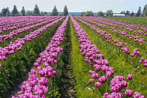 Skagit Valley Tulip Festival, most unique places in the US