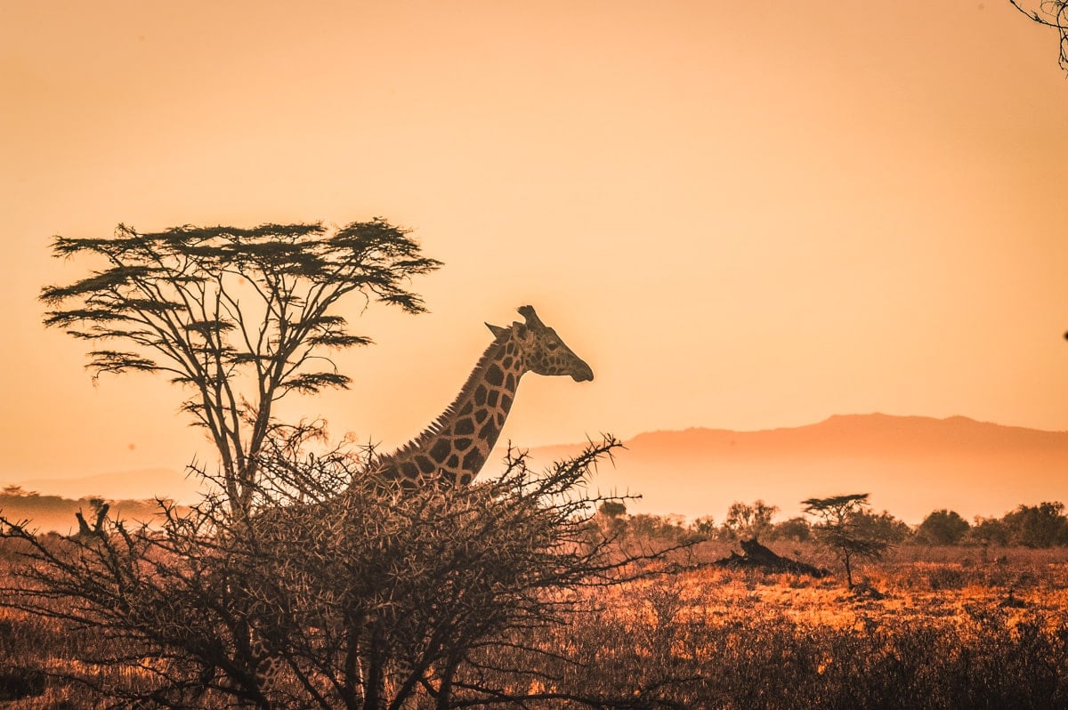 Things to do in Africa Featured Image