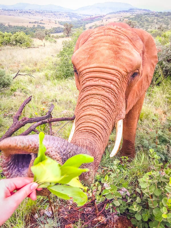 Consider volunteering at an elephant sanctuary