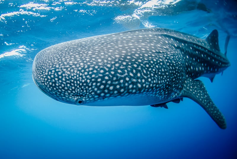 Whale sharks are a creature you need to see to believe