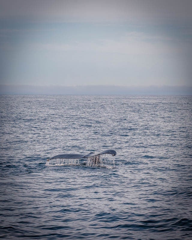 Whale watching on Cape Cod Bay is always a great idea!